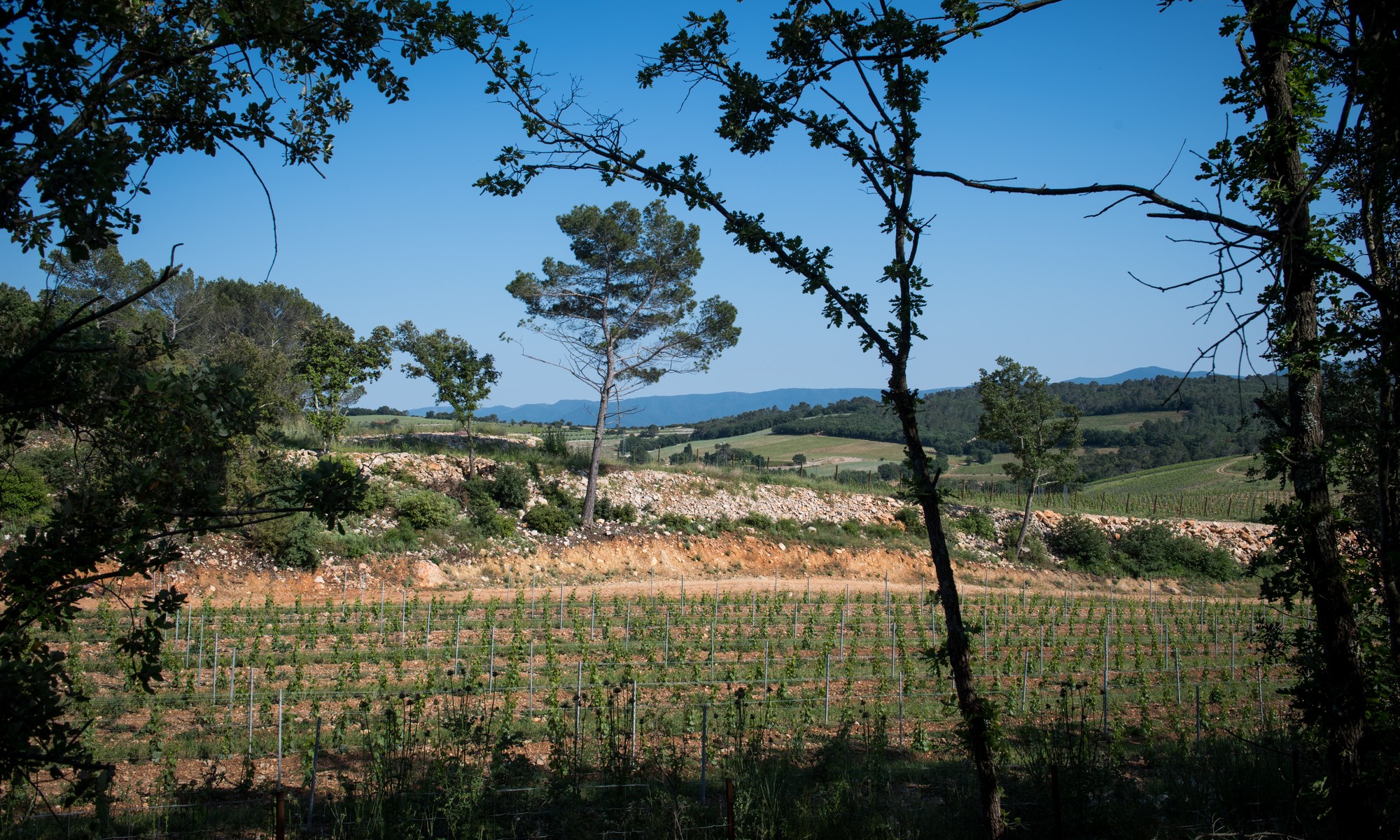 Vue sur les vignes du domaine de La Bernarde, un vignoble provençal produisant des vins rosé, blanc et rouge en agriculture bio